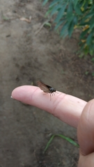 Hesperiidae