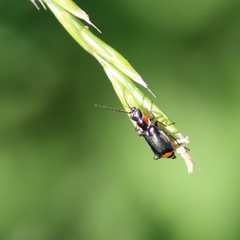 Axinotarsus pulicarius