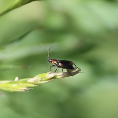 Axinotarsus pulicarius