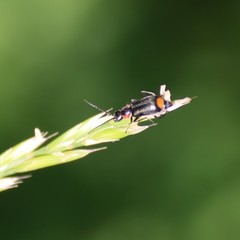 Axinotarsus pulicarius