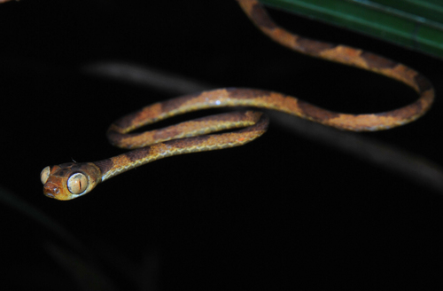 Amazon Basin Tree Snake, Imantodes lentiferus