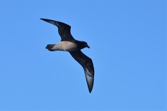 Pterodroma solandri