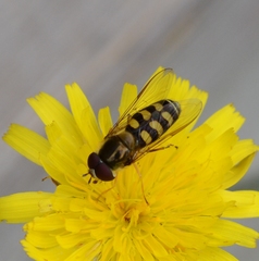 Lapposyrphus lapponicus