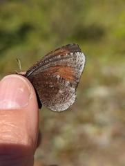 Erebia discoidalis
