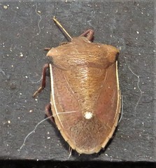 Basicryptus costalis
