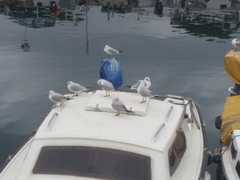 Chroicocephalus ridibundus