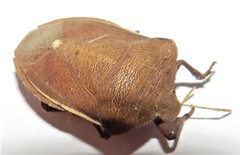 Basicryptus costalis