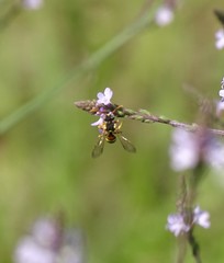 Nomada fucata