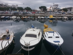 Chroicocephalus ridibundus