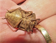 Basicryptus costalis