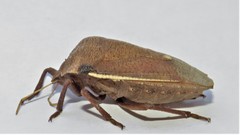 Basicryptus costalis
