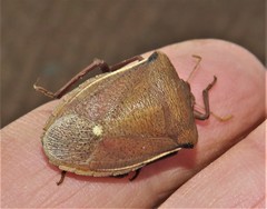 Basicryptus costalis