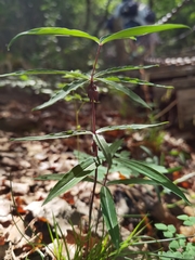 Polygonatum verticillatum