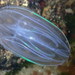 Lobate Comb Jellies - Photo (c) Sylvain Le Bris, some rights reserved (CC BY-NC), uploaded by Sylvain Le Bris