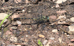 Arigomphus