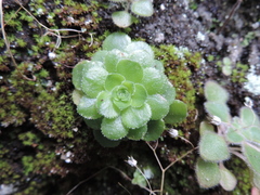 Aeonium glandulosum image