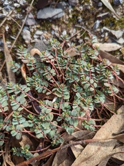 Euphorbia drummondii