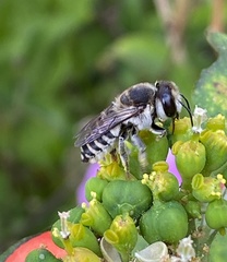 Megachile canariensis