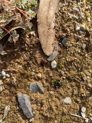 Euphorbia drummondii