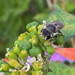 Megachile canariensis