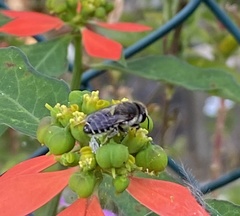 Megachile canariensis