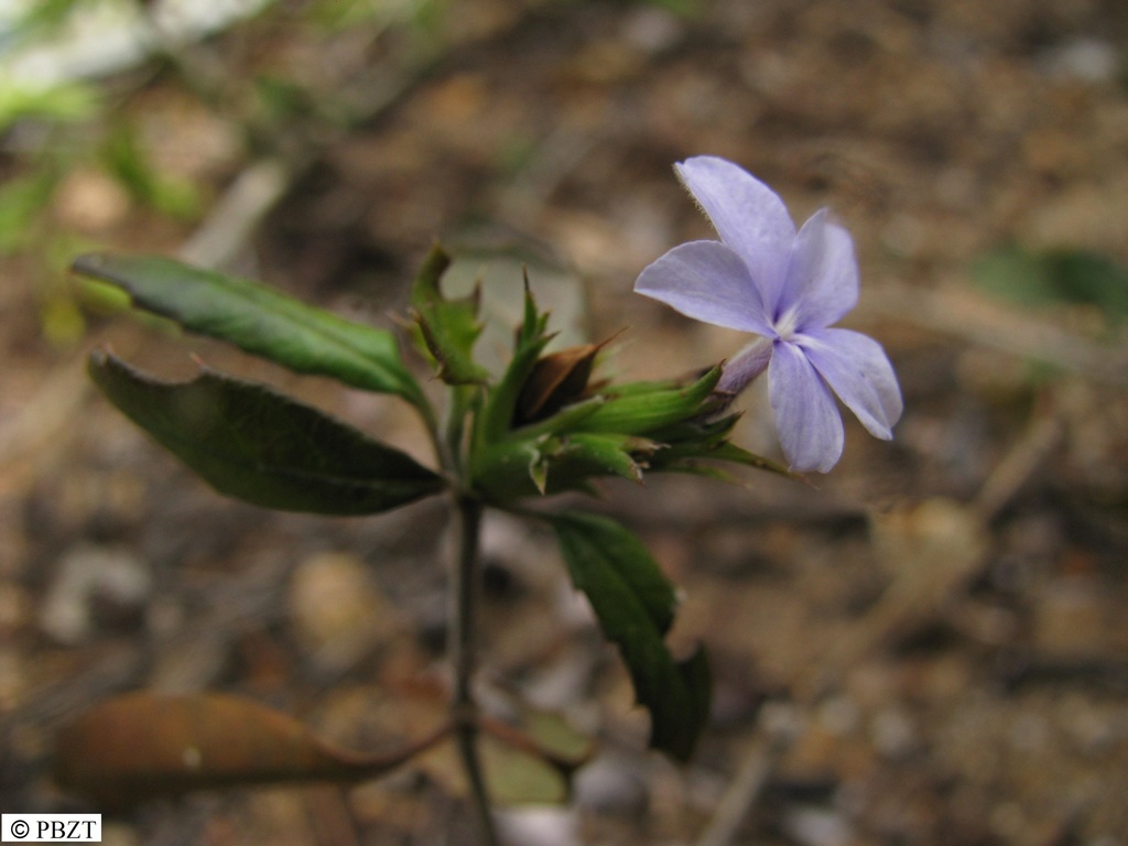 Stenandriopsis carduacea