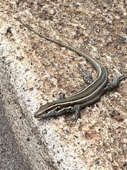 Gallotia caesaris gomerae
