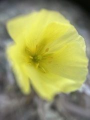 Tribulus zeyheri