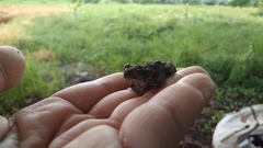 Anura