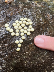 Desmognathus amphileucus