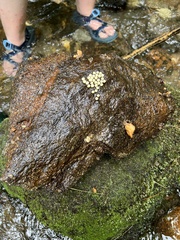 Desmognathus amphileucus