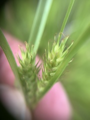 Carex secalina