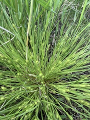 Carex secalina