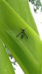 Polybia occidentalis