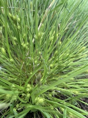 Carex secalina