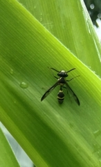 Polybia occidentalis