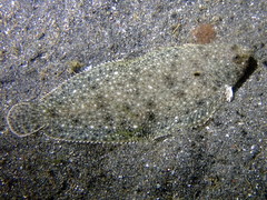 Solea aegyptiaca