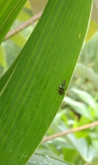 Diabrotica balteata