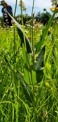 Asclepias meadii