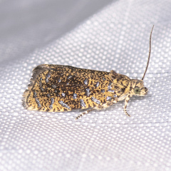 Olethreutes astrologana