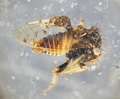 Cyphonia clavigera