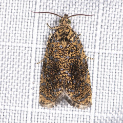 Olethreutes astrologana