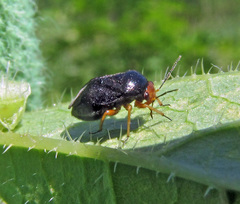 Strongylocoris leucocephalus