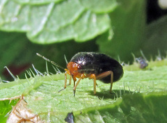 Strongylocoris leucocephalus
