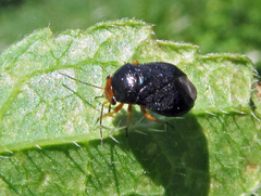 Strongylocoris leucocephalus