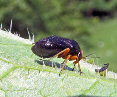 Strongylocoris leucocephalus