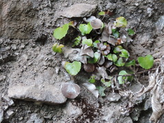 Adiantum reniforme image