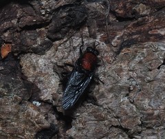 Clitellaria ephippium