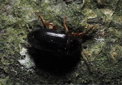 Mycetochara