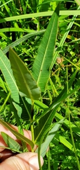 Asclepias meadii